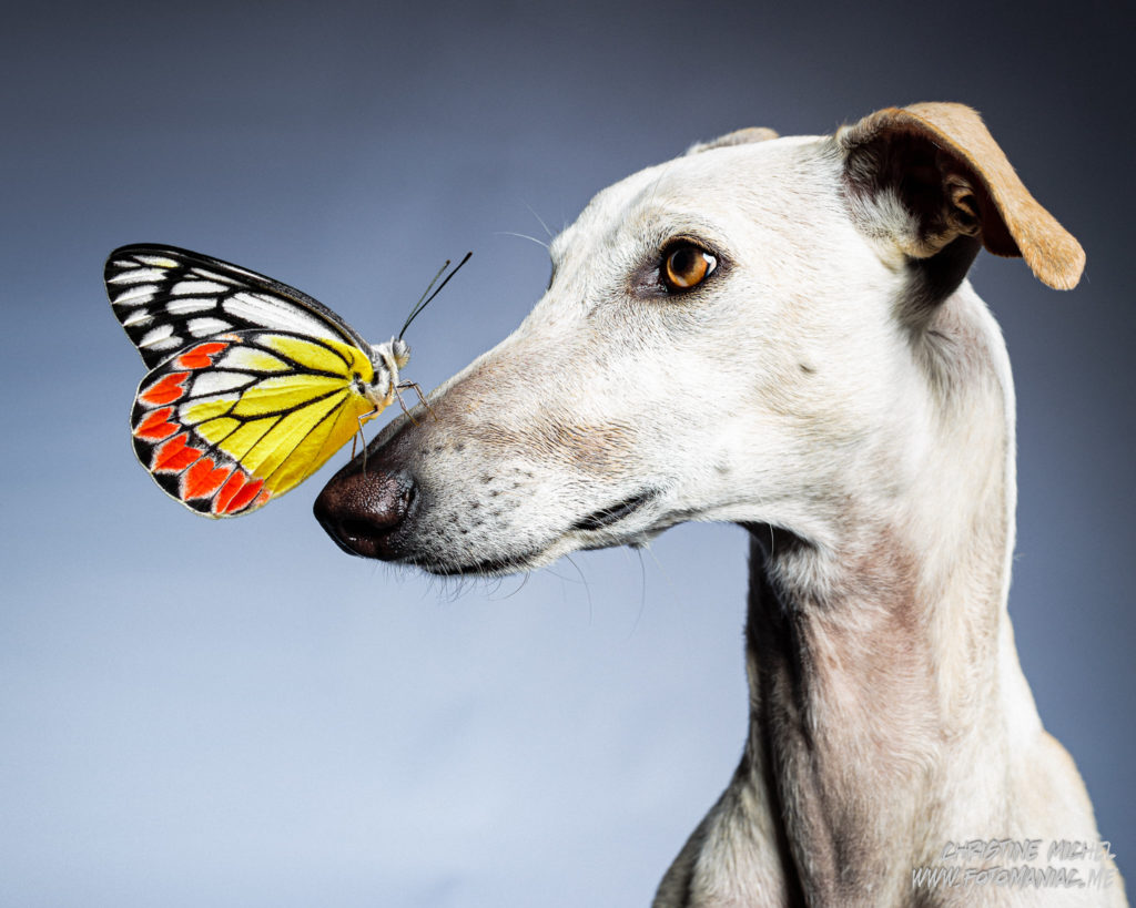 Butterfly Love